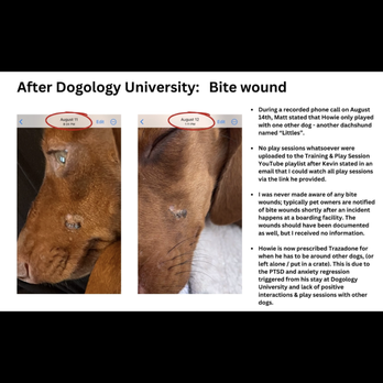 Dogology University - Bite wounds (see vet report); never mentioned to me by the trainers or owner. They said he only played with 1 other dog during the 3 weeks! - Pet Training Near Me - Canton, Michigan Dogology University - Bite wounds (see vet report); never mentioned to me by the trainers or owner. They said he only played with 1 other dog during the 3 weeks! - Pet Training Near Me - Canton, Michigan