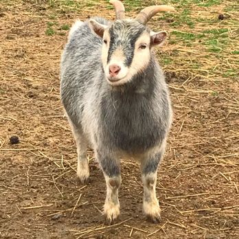 Animal Edventures Sanctuary - Cute little goat! - Zoos Near Me - Coats, North Carolina Animal Edventures Sanctuary - Cute little goat! - Zoos Near Me - Coats, North Carolina