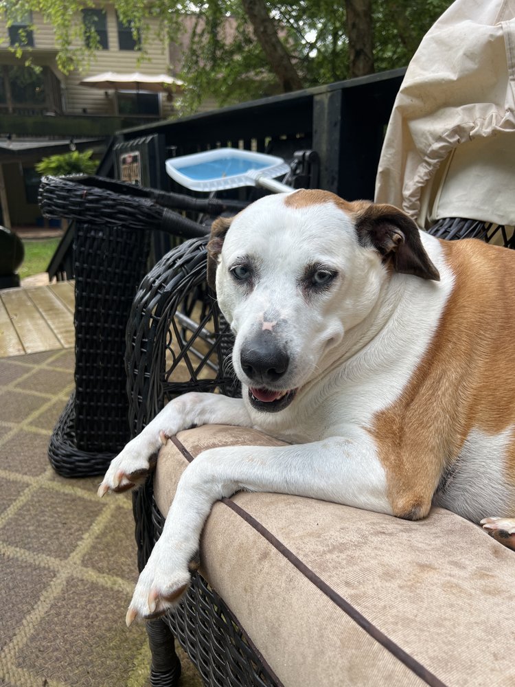 ANIMAL EYE SPECIALISTS, PC 43 Reviews 630 Cobb Pkwy N, Marietta