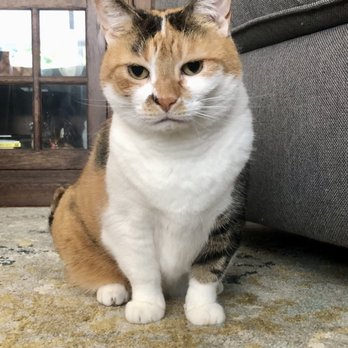 Pet Pals NJ - Pet Sitting Near Me Pet Pals NJ - Pet Sitting Near Me