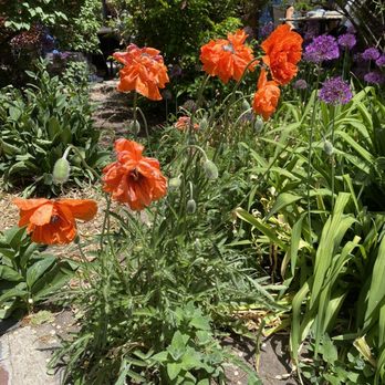 La Casa Sena - Poppies! - Mediterranean Near Me - Santa Fe, New Mexico