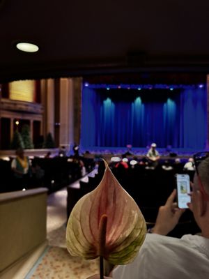 Hawaii Theatre by null