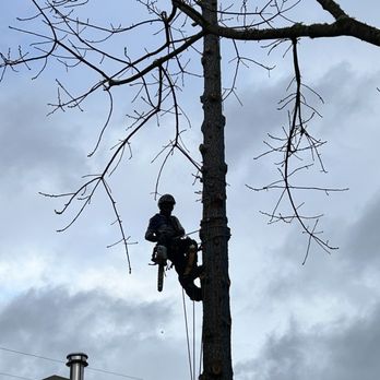TreeEx - Tree Services Near Me - Santa Rosa, California TreeEx - Tree Services Near Me - Santa Rosa, California