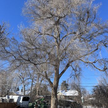 Devora Tree Service - Removal - Tree Services Near Me