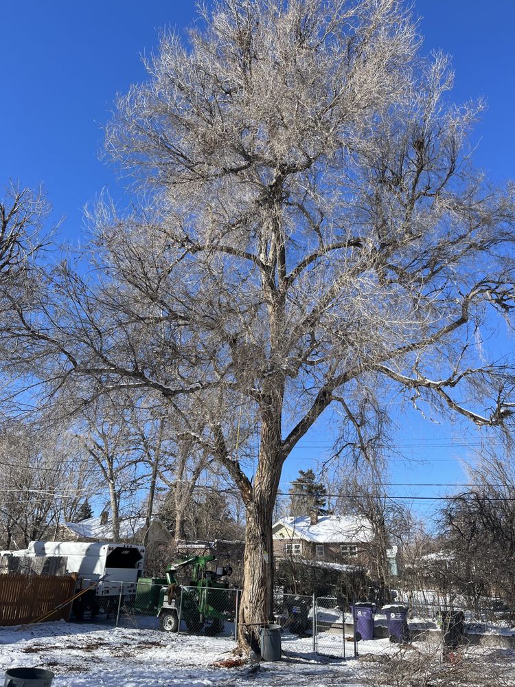 Devora Tree Service - tree service in Aurora, CO