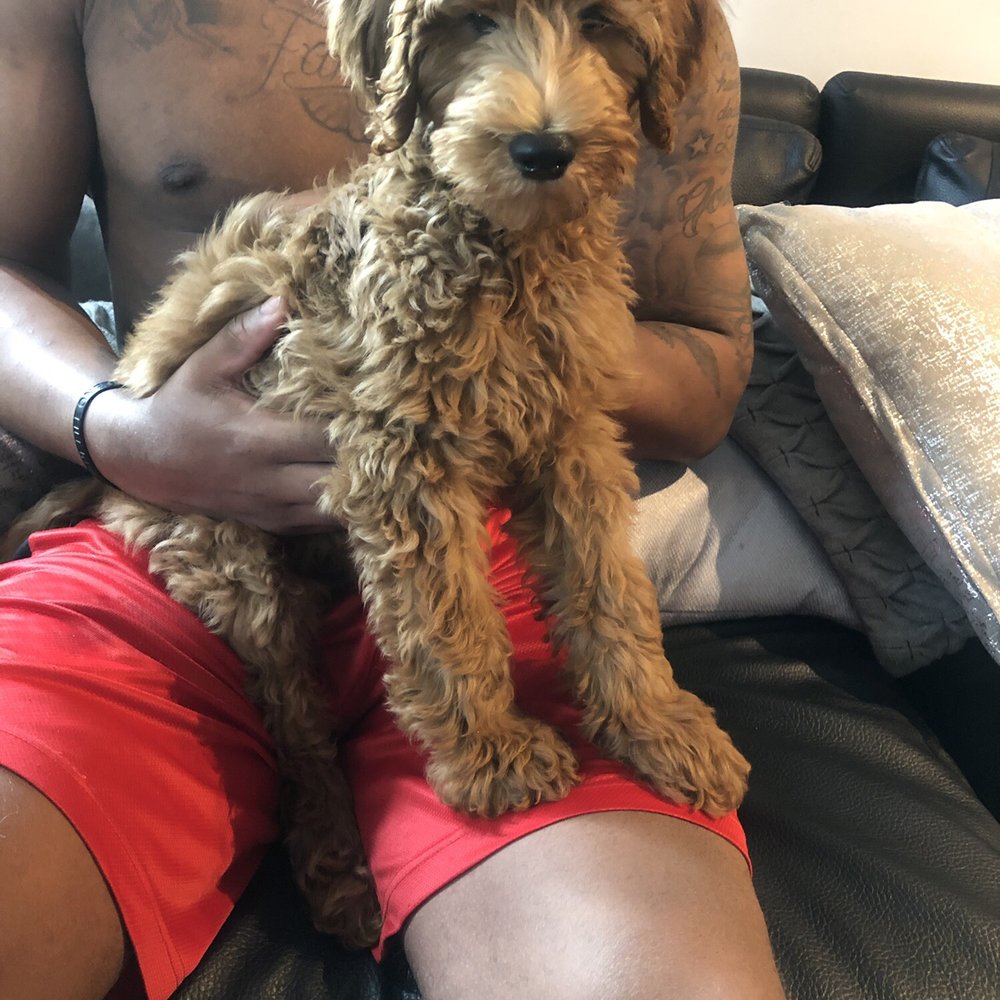 Elegant Doodle's - Golden doodle - Pet Breeders Near Me Elegant Doodle's - Golden doodle - Pet Breeders Near Me