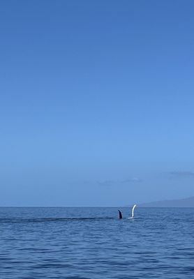 Pacific Whale Foundation by null