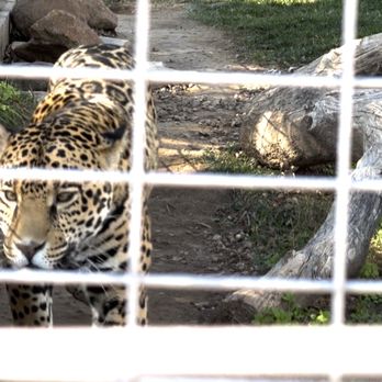 Lions Tigers & Bears - Jaguar - Community Service/Non-Profit Near Me - Alpine, California
