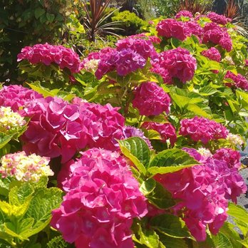 Sunrise Garden Centre - Nurseries & Gardening Near Me - Abbotsford, British Columbia Sunrise Garden Centre - Nurseries & Gardening Near Me - Abbotsford, British Columbia