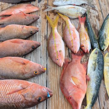 Show me the Snapper - Fishing Near Me Show me the Snapper - Fishing Near Me