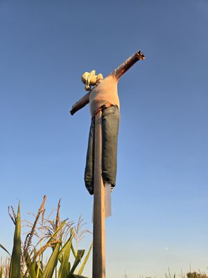 Bella Organic Farm by null