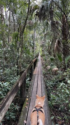 Highlands Hammock State Park by null