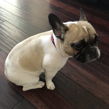 Finley's Upper Cut Mobile Grooming - Pet Groomers Near Me