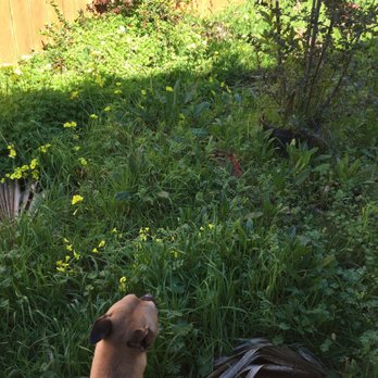 Longshore Handyman - Using my pit bull for scale, the back yard was a jungle! - Drywall Installation & Repair Near Me