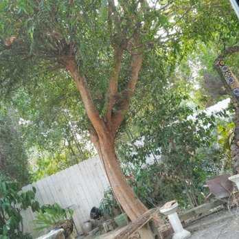 Inexpensive Tree Services - Before - Tree Services Near Me - Los Angeles, California
