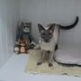 Photo of Cuddles Cattery