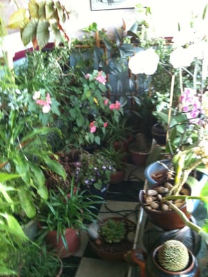 Wok-Inn Noodle by null