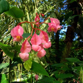 Lincoln Park Conservatory - Parks Near Me - Chicago, Illinois Lincoln Park Conservatory - Parks Near Me - Chicago, Illinois