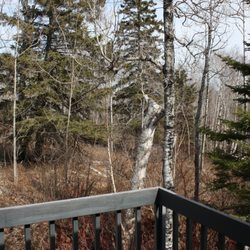 Superior Ridge Resort & Motel - A view of the woods from one of our balconies on a crisp spring morning.