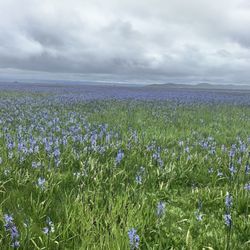 Camas Prairie Centennial Marsh