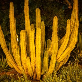 Las Noches de Las Luminarias - Festivals Near Me - Phoenix, Arizona