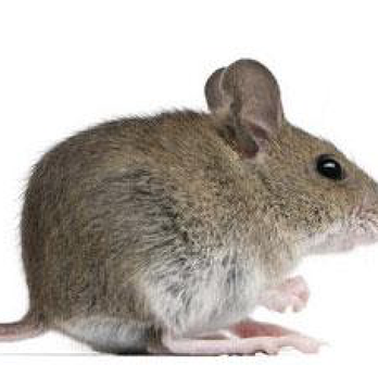 Smithereen Pest Management Services - Protect Your Home or Business From Rodents Year Round By Partnering w/ Smithereen - Pest Control Near Me - Chicago, Illinois Smithereen Pest Management Services - Protect Your Home or Business From Rodents Year Round By Partnering w/ Smithereen - Pest Control Near Me - Chicago, Illinois