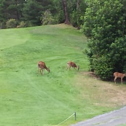 Deer in my fairway!! Deer in my fairway!!