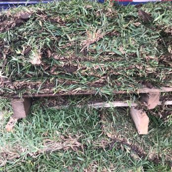 Arlington Grass - Grass. Grass. Grass. Hello Spring! Time to get in the yard. - Nurseries & Gardening Near Me - Mansfield, Texas