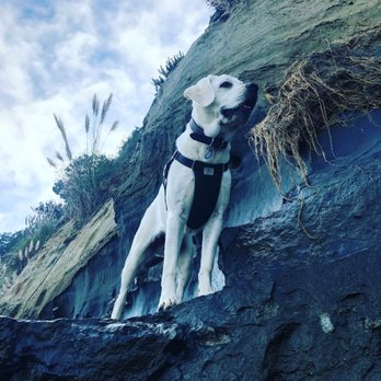 My Clever Canine Dog Training - Pet Training Near Me My Clever Canine Dog Training - Pet Training Near Me