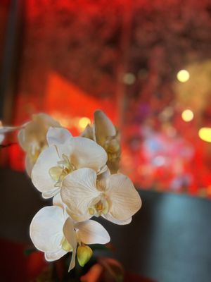 Gaja Korean BBQ by null