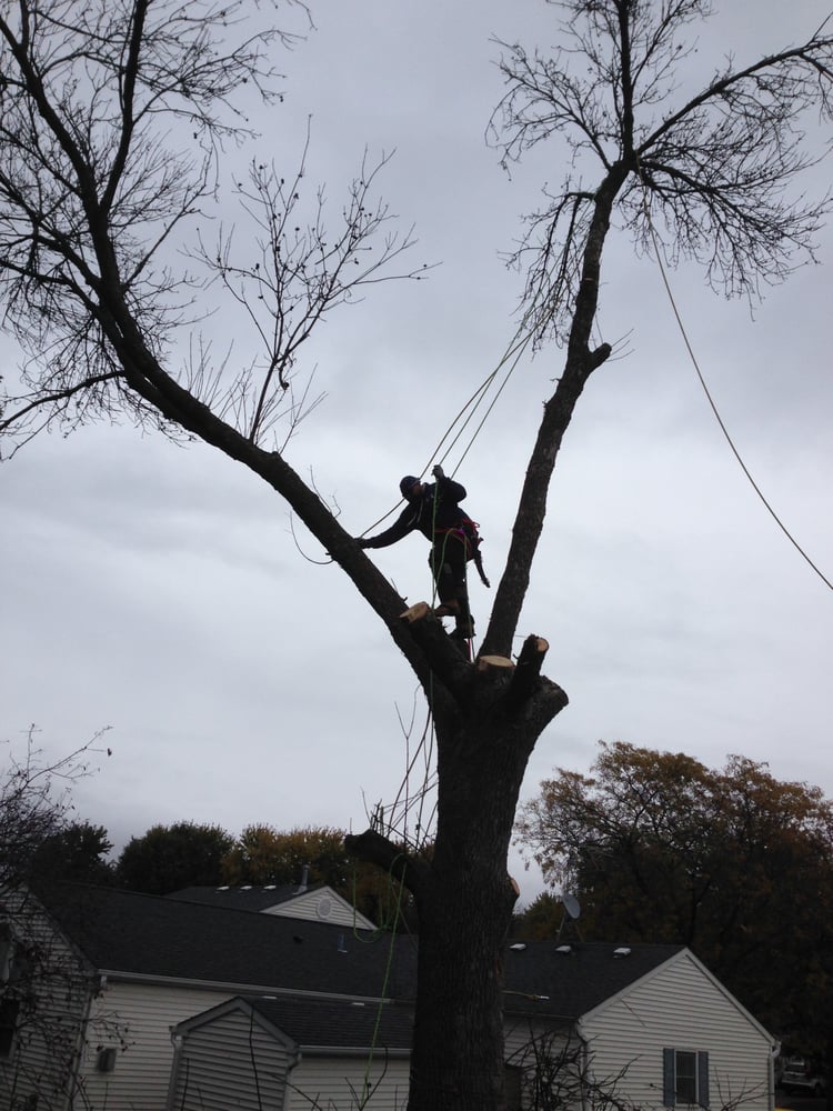 Gutierrez TreeWorks - tree service in Addison, IL