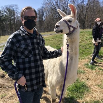 The Wandering Llamas - My spouse with his llama, Clifford - Zoos Near Me - Greeneville, Tennessee The Wandering Llamas - My spouse with his llama, Clifford - Zoos Near Me - Greeneville, Tennessee