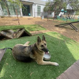 Free water bowls