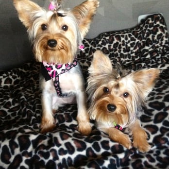 Doggie Spa - Lina & Leya fresh out of the Doggie Spa... Just beautiful. They had a great time! - Pet Groomers Near Me - Corona, California Doggie Spa - Lina & Leya fresh out of the Doggie Spa... Just beautiful. They had a great time! - Pet Groomers Near Me - Corona, California
