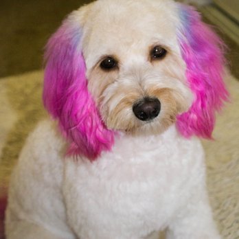 Dawn's Pet Palace - Pet Groomers Near Me - Carmichael, California Dawn's Pet Palace - Pet Groomers Near Me - Carmichael, California
