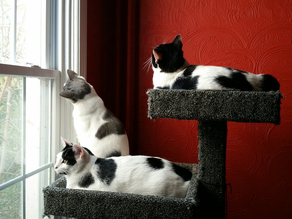 MINX PET CARE Updated September 2024 17 Photos Hagerstown