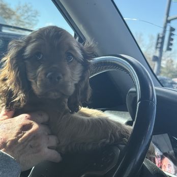 Perfect Pets - Rowdy waiting for grandkids at school - Pet Breeders Near Me - Centennial, Colorado