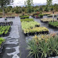 Arbor Farms Nursery - My motherland. :)