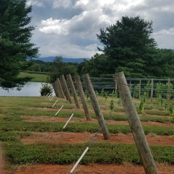 Pollak Vineyards - What q view - Wineries Near Me - Greenwood, Virginia Pollak Vineyards - What q view - Wineries Near Me - Greenwood, Virginia