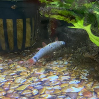 Petco - Dead fish - Pet Training Near Me - Riverdale, Utah