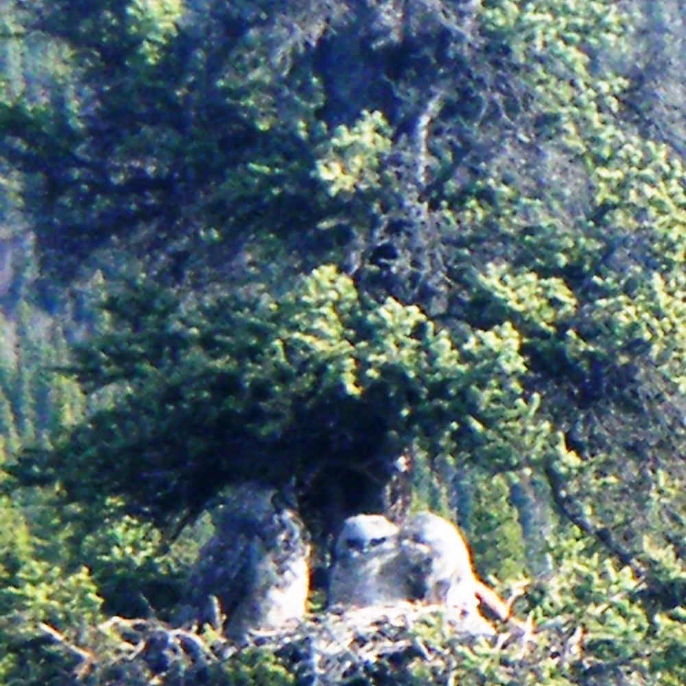 Denali National Park and Preserve - Little owl family - Parks Near Me