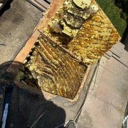 Bee Wranglers - Large bee removal from roof top