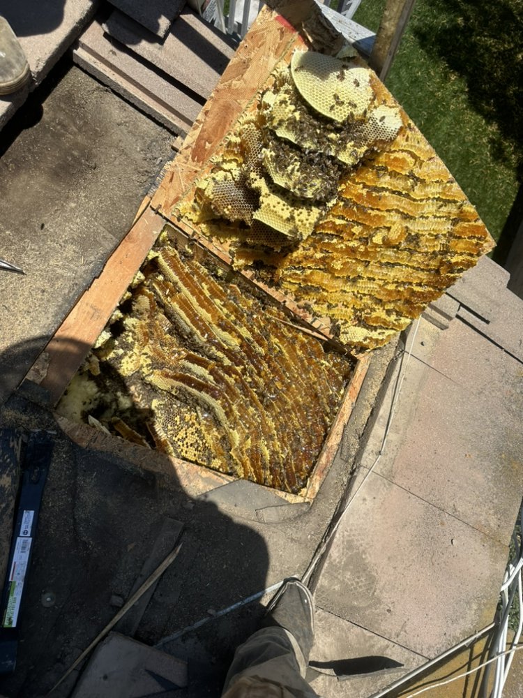 Bee Wranglers - beekeeping in Riverside, CA