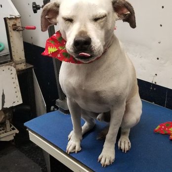 A pets day - Pet Groomers Near Me - New River, Arizona A pets day - Pet Groomers Near Me - New River, Arizona