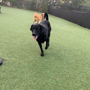 Harmony Animal Hospital - Jacks having a great time just running around with all his buddies at Harmony Doggie Daycare!! - Veterinarians Near Me - Apex, North Carolina