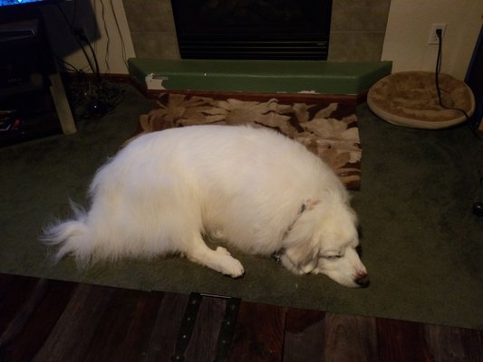 all 4 paws dog grooming