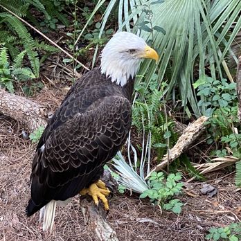 Brevard Zoo - Zoos Near Me - Melbourne, Florida Brevard Zoo - Zoos Near Me - Melbourne, Florida