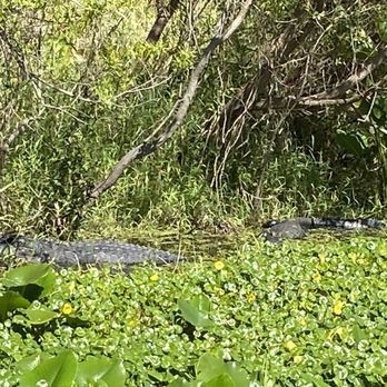 St. Johns River Eco Tours - Tours Near Me - DeBary, Florida St. Johns River Eco Tours - Tours Near Me - DeBary, Florida