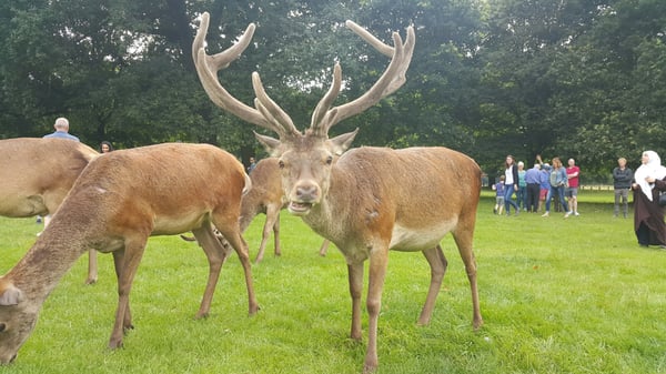Wollaton Hall by null