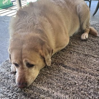 Wow! My dog - My 'Bella Boo - Pet Groomers Near Me